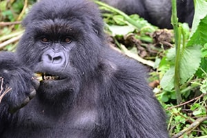 Gorilla Safaris Uganda