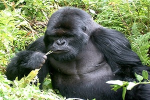 Gorilla Trekking Africa