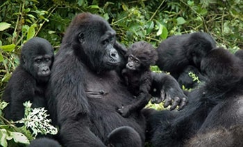 Gorilla Trekking Uganda