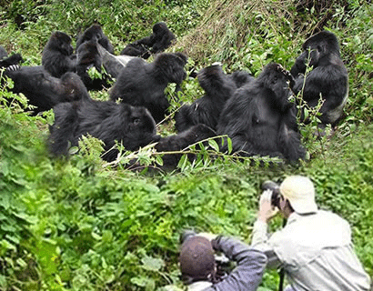 Gorilla Trekking Certificate