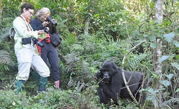 Gorilla Trekking Uganda from Kigali