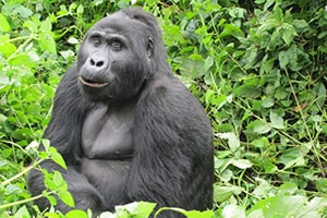 gorilla trekking Uganda