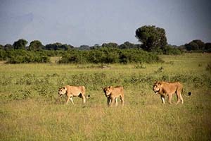 Uganda Wildlife Safaris