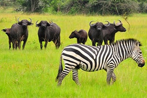 Lake Mburo