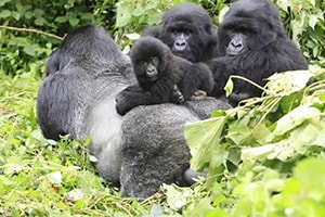 Gorilla Safaris Uganda