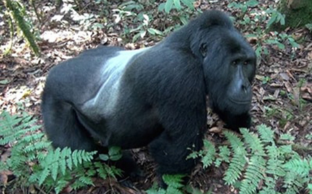 Bwindi Forest Gorilla