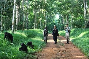 Chimpanzee Trekking Spots