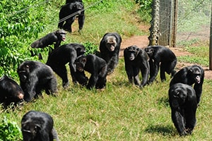 Ngamba Island Chimpanzees