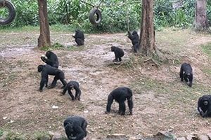 Uganda Chimps