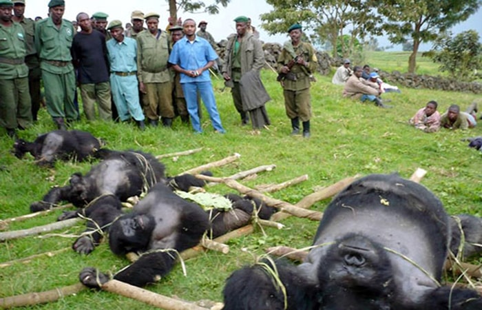 Threats to the Survival of Mountain Gorillas