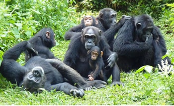 Chimpanzees in Uganda