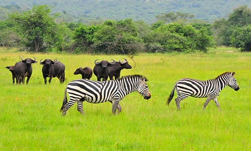 Lake Mburo Safari