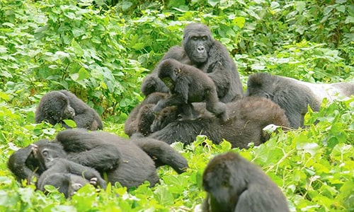 Gorilla Trekking 