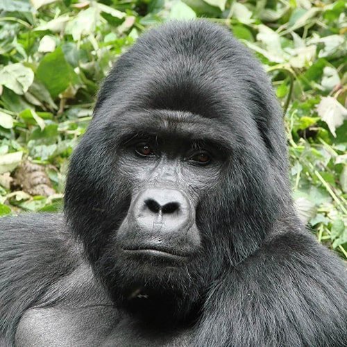 1 Day Gorilla Trek Uganda