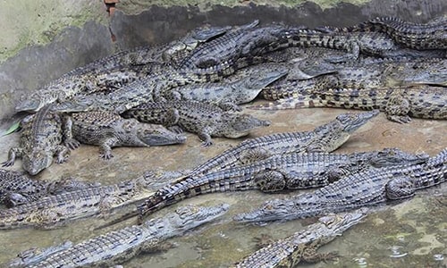 Buwama Crocodile Farm Uganda