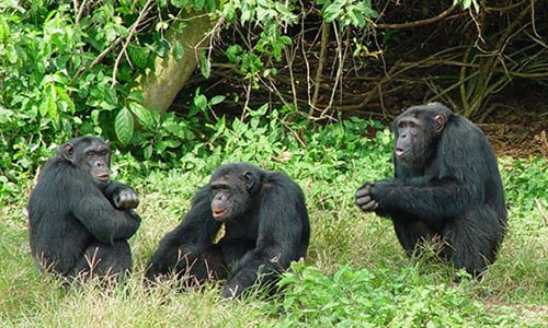 Chimpanzee trekking Budongo