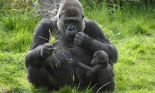 Eastern Lowland Gorilla Congo