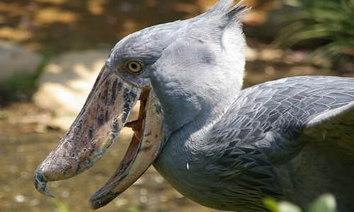 Mabamba Shoebill Tours