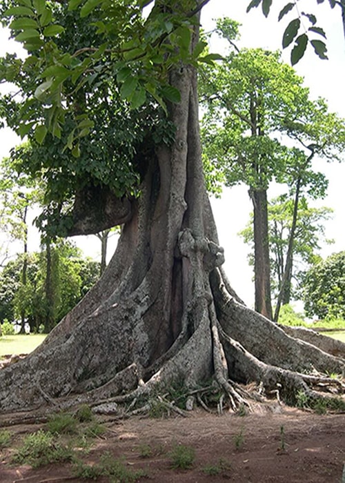 Nakayima Tree