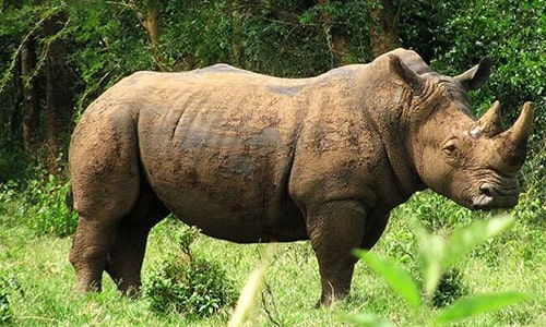 Rhino trekking Uganda