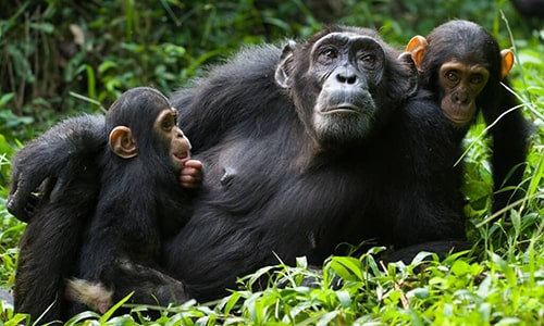 Chimpanzee Trekking Kibale