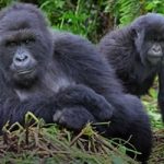 Gorilla Safari Rwanda