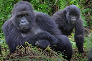 Rwanda Gorilla Trekking Tours