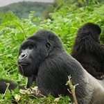 I Day Gorilla Trek Rwanda