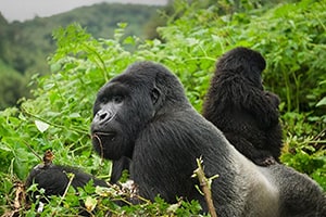 Rwanda Gorilla Trek