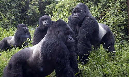 Gorilla Safaris Uganda