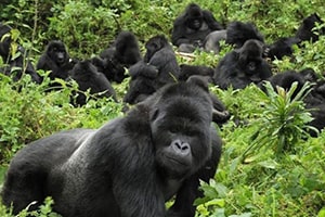 Gorillas cross back to Rwanda from Uganda