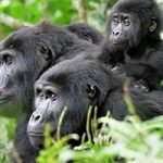 Gorillas in Rwanda