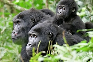 Rwanda Gorilla Trekking Tours