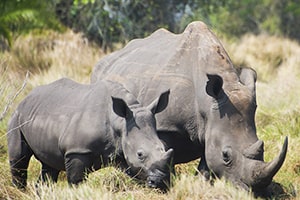 rhino tracking uganda