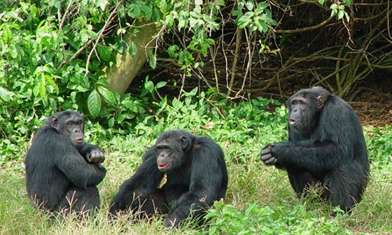 Chimp Trekking Permit Uganda