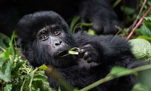 gorilla trekking in Mgahinga