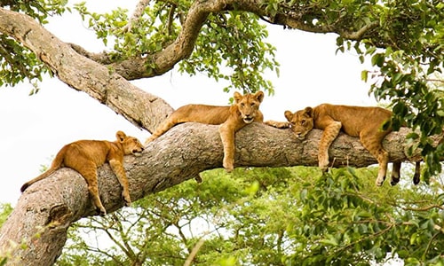 Tree Climbing Lions Ishasha